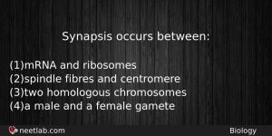 Synapsis Occurs Between Biology Question