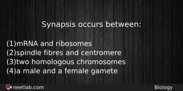Synapsis Occurs Between Biology Question 