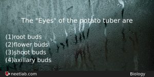The Eyes Of The Potato Tuber Are Biology Question