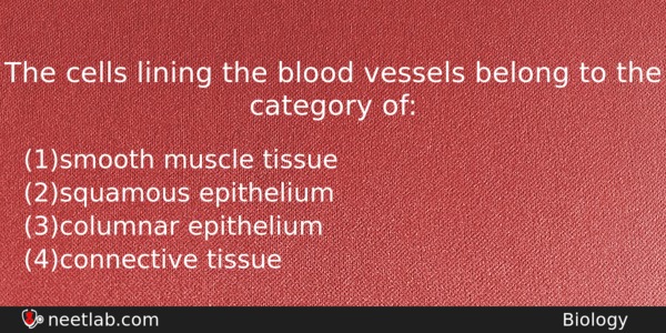 The Cells Lining The Blood Vessels Belong To The Category Biology Question 