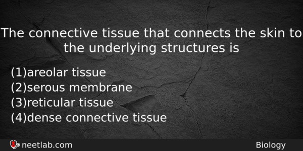 The Connective Tissue That Connects The Skin To The Underlying Biology Question 