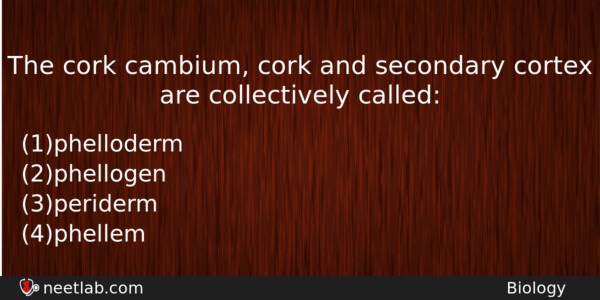 The Cork Cambium Cork And Secondary Cortex Are Collectively Called Biology Question 