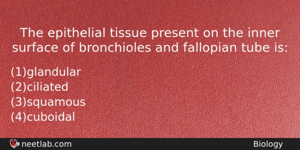 The Epithelial Tissue Present On The Inner Surface Of Bronchioles Biology Question 