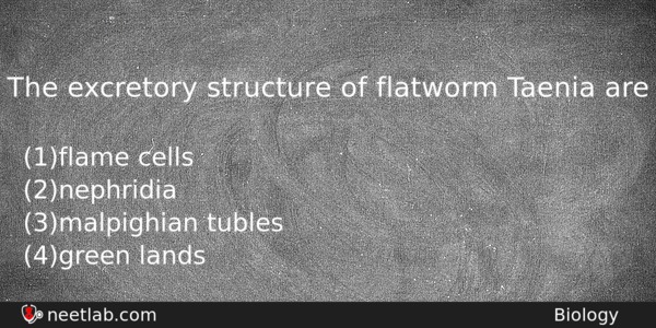 The Excretory Structure Of Flatworm Taenia Are Biology Question 