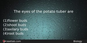 The Eyes Of The Potato Tuber Are Biology Question