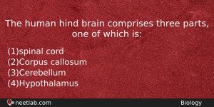 The Human Hind Brain Comprises Three Parts One Of Which Biology Question