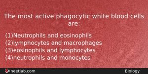 The Most Active Phagocytic White Blood Cells Are Biology Question