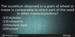 The Scutellum Obsorved In A Grain Of Wheat Or Maize Biology Question