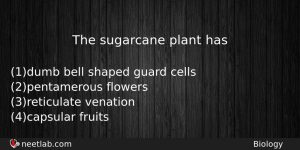 The Sugarcane Plant Has Biology Question