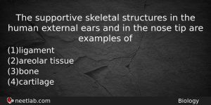 The Supportive Skeletal Structures In The Human External Ears And Biology Question