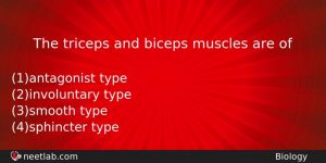 The Triceps And Biceps Muscles Are Of Biology Question