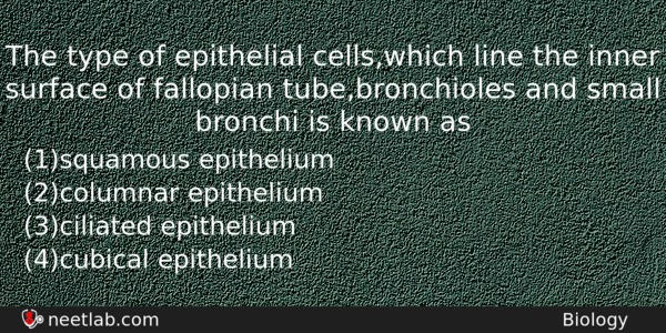 The Type Of Epithelial Cellswhich Line The Inner Surface Of Biology Question 