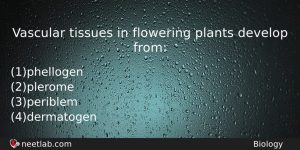 Vascular Tissues In Flowering Plants Develop From Biology Question