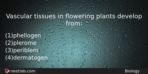 Vascular Tissues In Flowering Plants Develop From Biology Question 