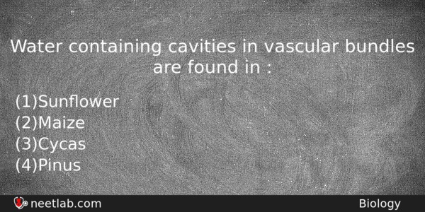 Water Containing Cavities In Vascular Bundles Are Found In Biology Question 
