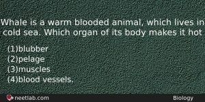 Whale Is A Warm Blooded Animal Which Lives In Cold Biology Question