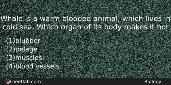 Whale Is A Warm Blooded Animal Which Lives In Cold Biology Question 