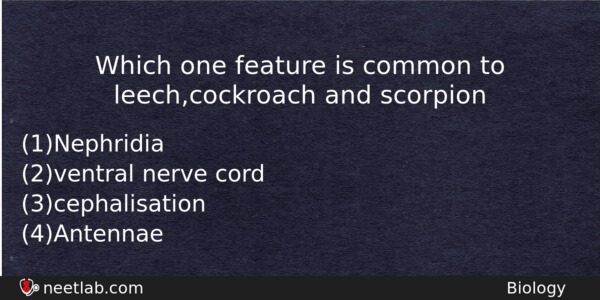 Which One Feature Is Common To Leechcockroach And Scorpion Biology Question 