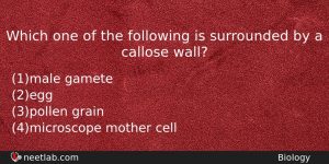 Which One Of The Following Is Surrounded By A Callose Biology Question