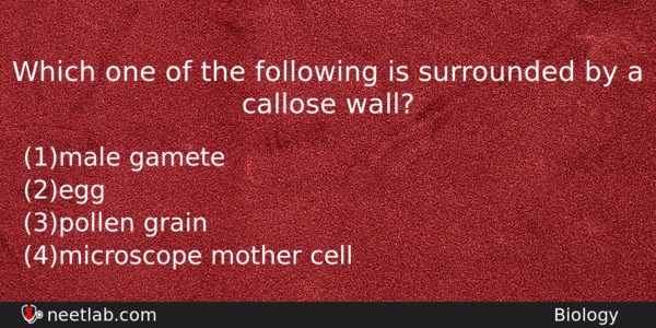 Which One Of The Following Is Surrounded By A Callose Biology Question 