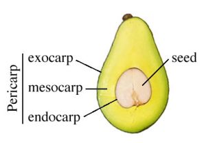 Pericarp - mesocarp-endocarp-exocarp