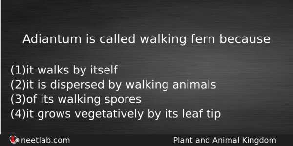 Adiantum Is Called Walking Fern Because Biology Question 