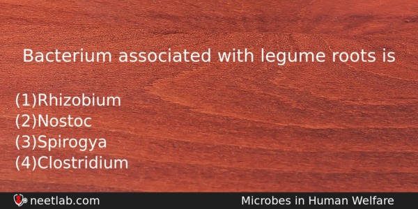 Bacterium Associated With Legume Roots Is Biology Question 
