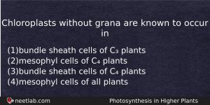 Chloroplasts Without Grana Are Known To Occur In Biology Question