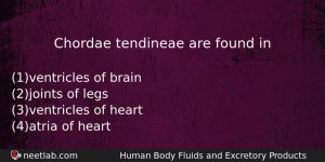 Chordae Tendineae Are Found In Biology Question