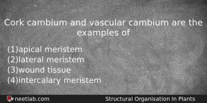 Cork Cambium And Vascular Cambium Are The Examples Of Biology Question