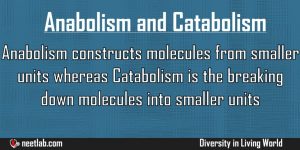 Difference Between Anabolism And Catabolism Diversity In Living World Explanation