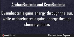 Difference Between Archaebacteria And Cynobacteria Plant And Animal Kingdom Explanation