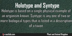 Difference Between Holotype And Syntype Plant And Animal Kingdom Explanation