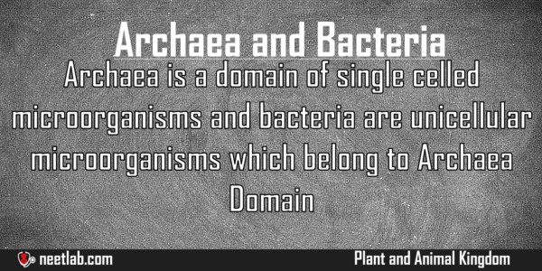Difference Between Archaea And Bacteria Plant And Animal Kingdom Explanation 