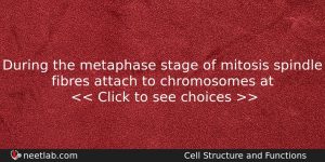 During The Metaphase Stage Of Mitosis Spindle Fibres Attach To Biology Question