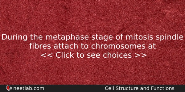 During The Metaphase Stage Of Mitosis Spindle Fibres Attach To Biology Question 