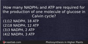 How Many Nadph And Atp Are Required For The Production Biology Question