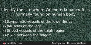 Identify The Site Where Wuchereria Bancrofti Is Normally Found On Biology Question