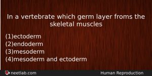 In A Vertebrate Which Germ Layer Froms The Skeletal Muscles Biology Question