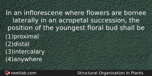 In An Inflorescene Where Flowers Are Bornee Laterally In An Biology Question 
