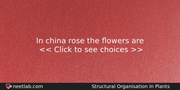 In China Rose The Owers Are Biology Question 