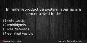 In Male Reproductive System Sperms Are Concentrated In The Biology Question
