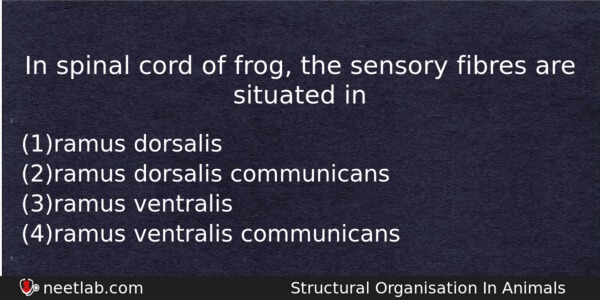 In Spinal Cord Of Frog The Sensory Fibres Are Situated Biology Question 