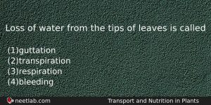 Loss Of Water From The Tips Of Leaves Is Called Biology Question