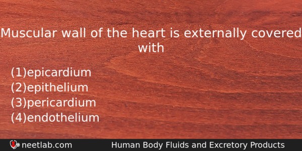 Muscular Wall Of The Heart Is Externally Covered With Biology Question 
