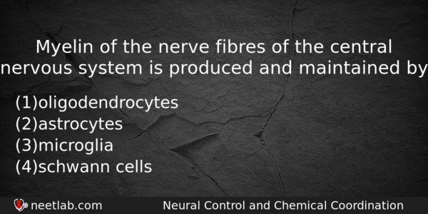 Myelin Of The Nerve Fibres Of The Central Nervous System Biology Question 