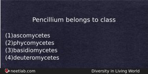 Pencillium Belongs To Class Biology Question