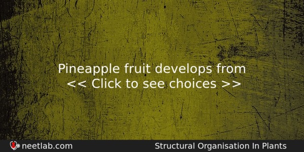 Pineapple Fruit Develops From Biology Question 
