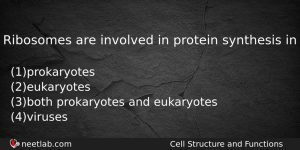 Ribosomes Are Involved In Protein Synthesis In Biology Question