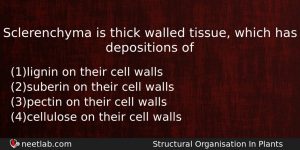 Sclerenchyma Is Thick Walled Tissue Which Has Depositions Of Biology Question